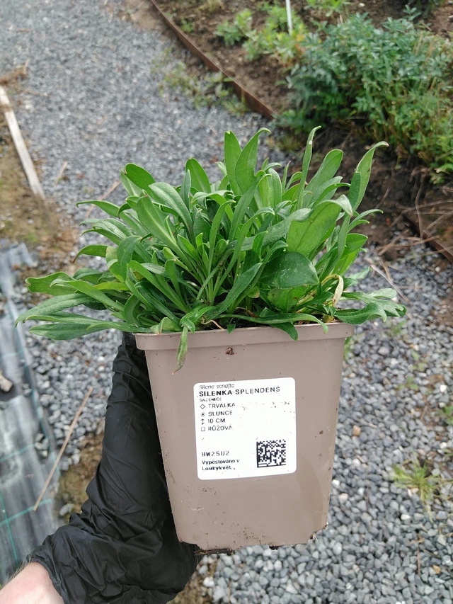 Silenen Splendens - 10. 9. 2025