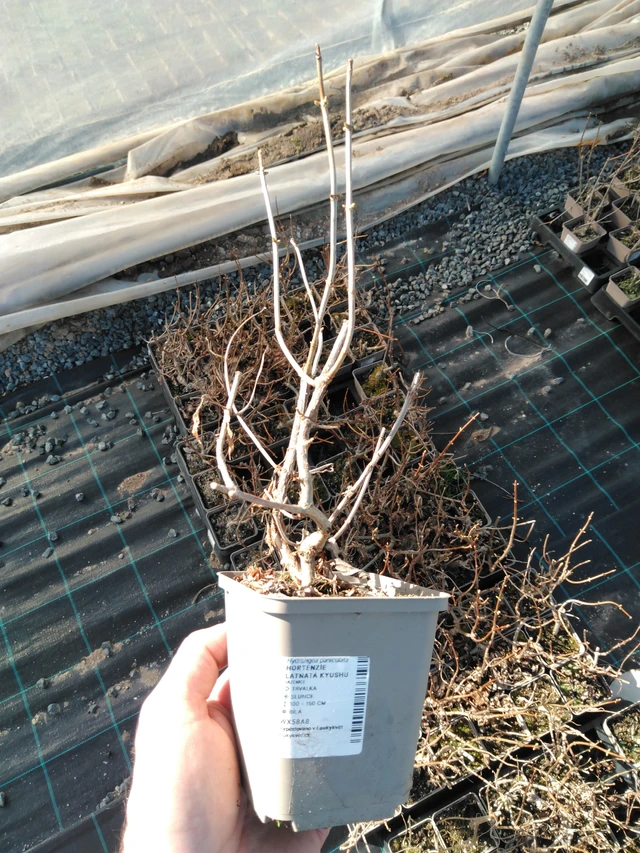 Syyshortensia Kyushu - 3. 4. 2025