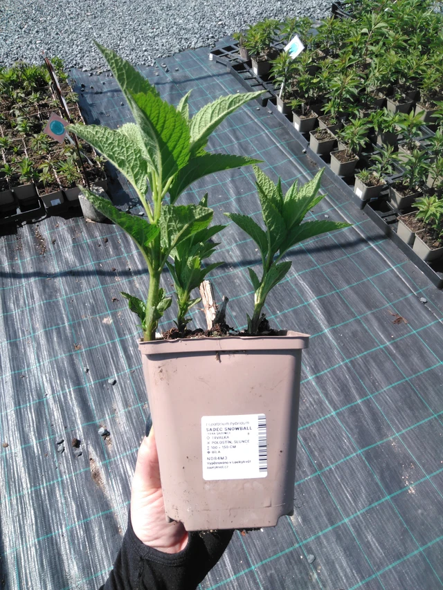 Punalehtivihma Snowball - 13. 5. 2025