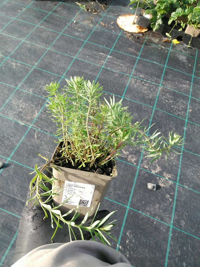 Purple toadflax - 31. 10. 2025