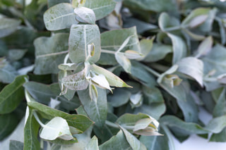 Eukalyptus Blue Gum, Loukykvět