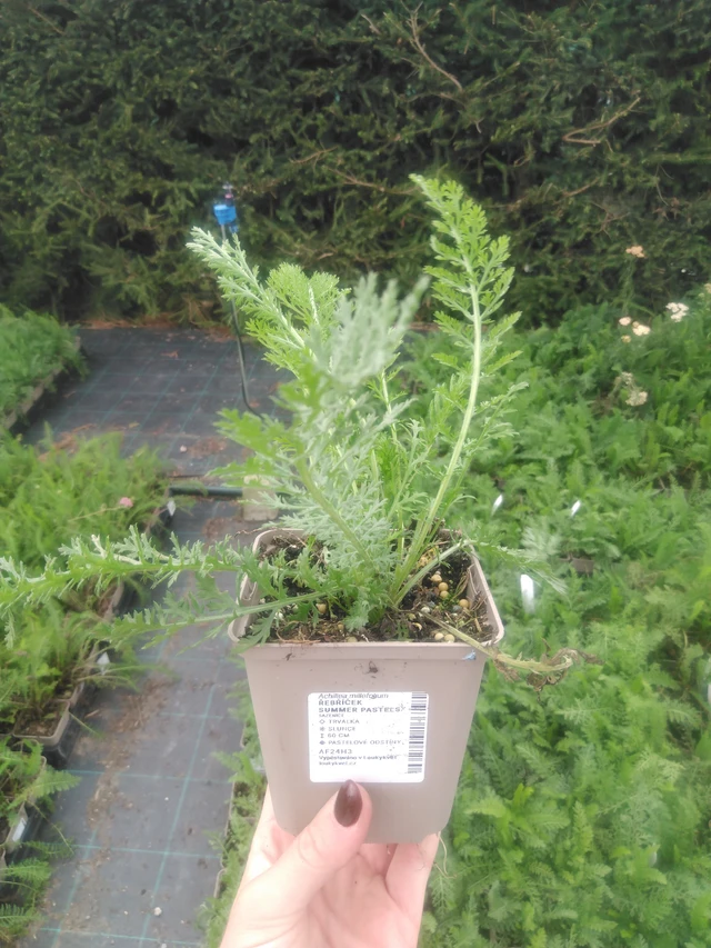 Řebříček Summer Pastels - 2024