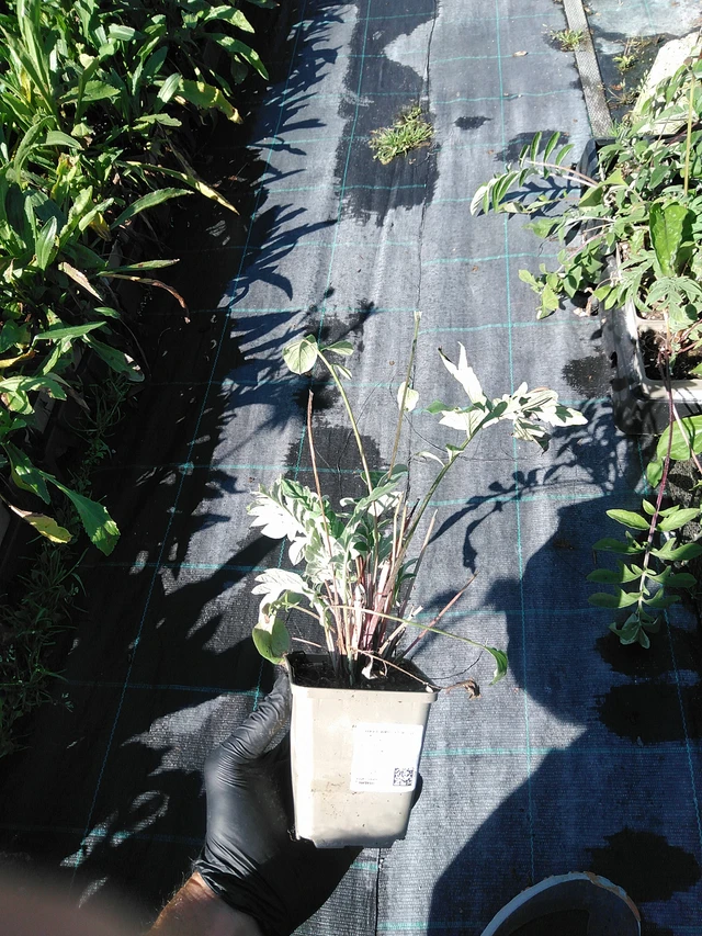 Aciano Bright Rose - 19. 8. 2025