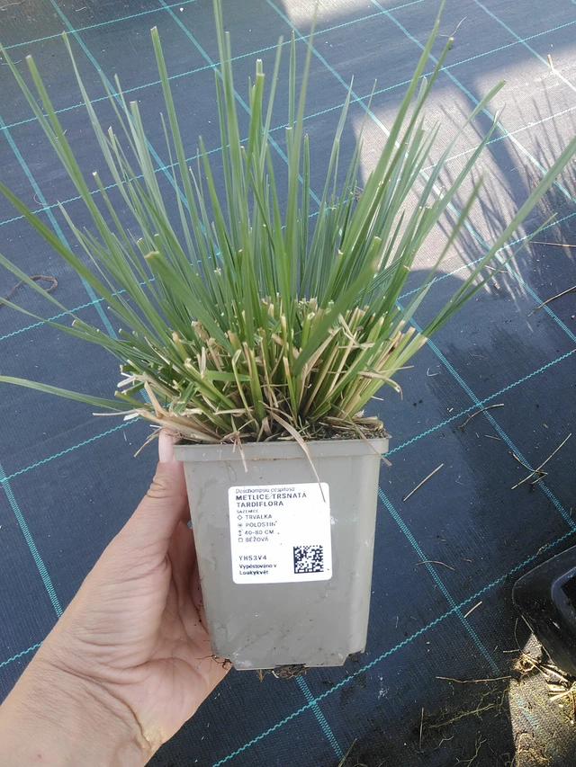Metlice trsnatá Tardiflora - 11. 9. 2025