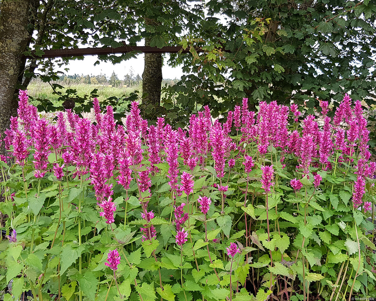 Agastache Danish Delight, Loukykvět