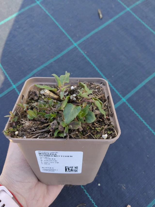 Monarda Schneewittchen - 27. 3. 2026