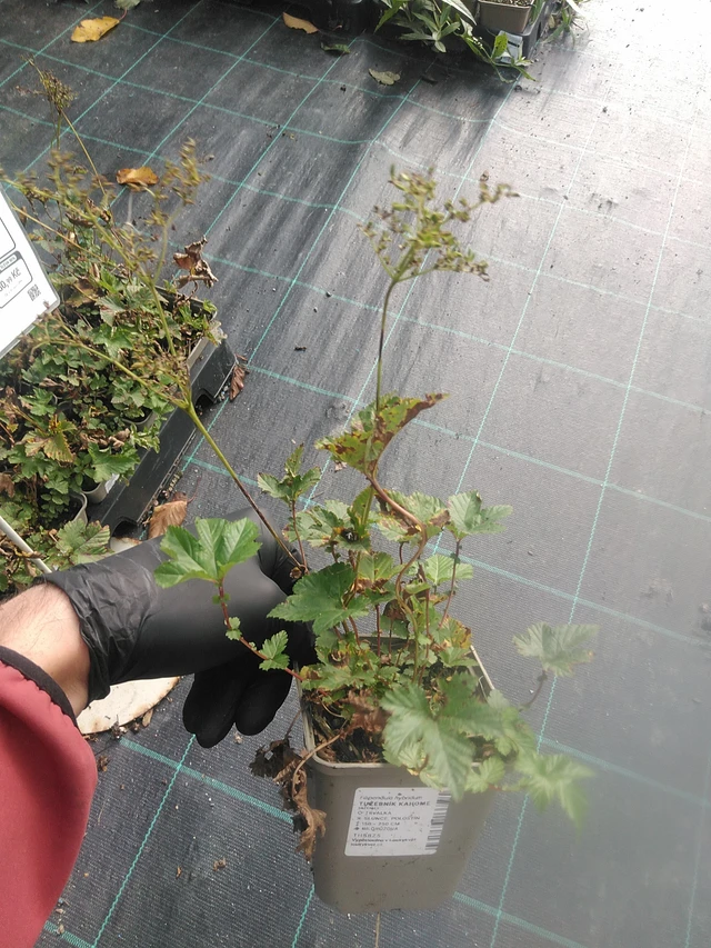 Angervo Kahome - 13. 10. 2025