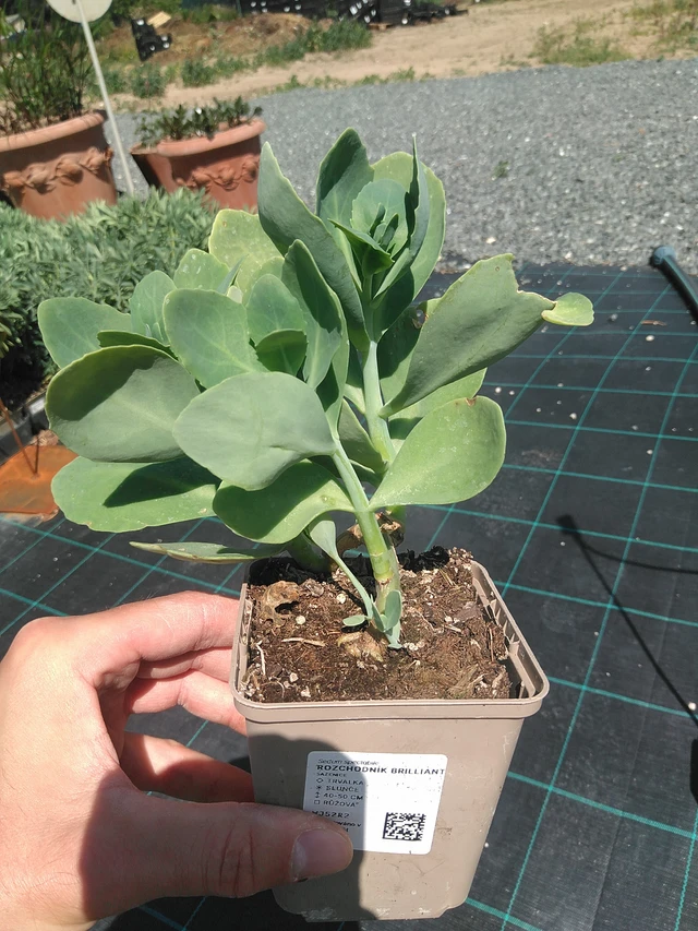 Rozchodník Brilliant - 24. 6. 2025