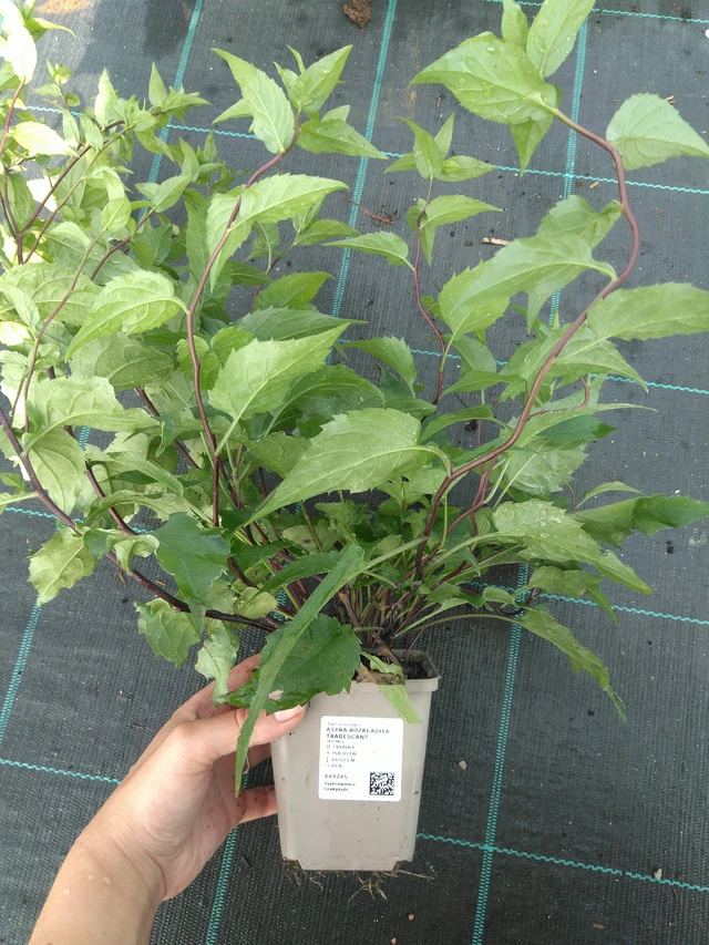 Astra rozkladitá Tradescant - 11. 7. 2025