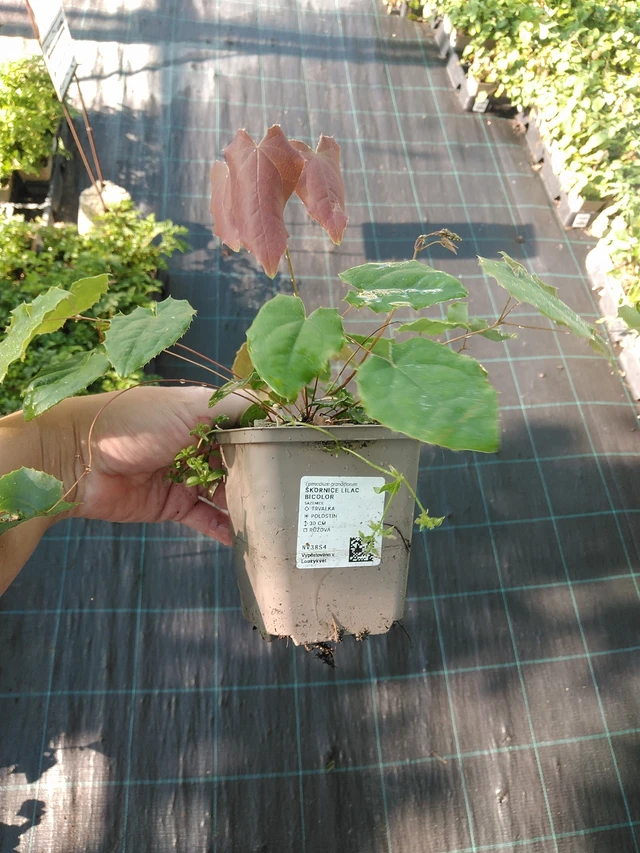 Epimedium Lilac Bicolor - 19. 8. 2025