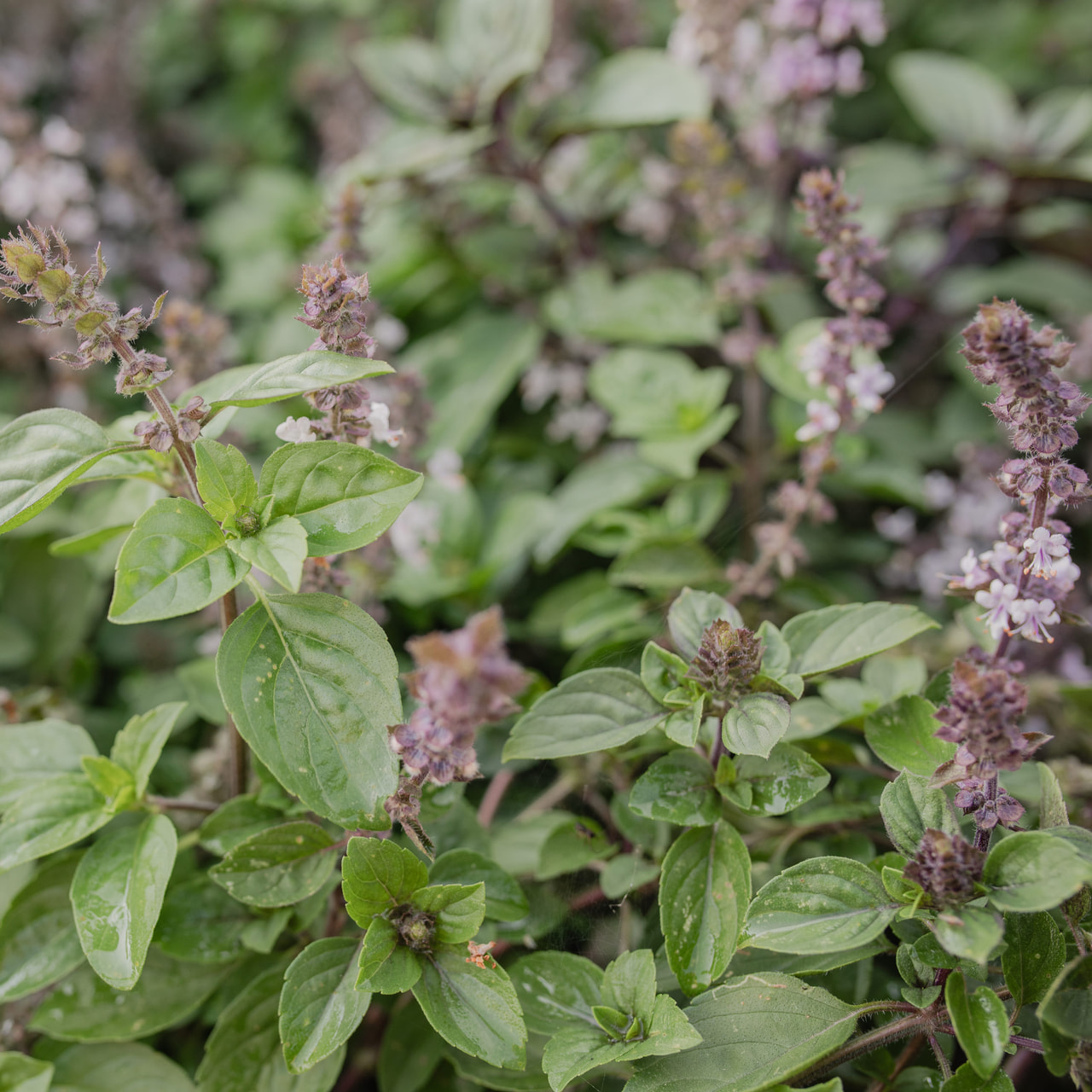 Basilicum Magic Azure, Loukykvět