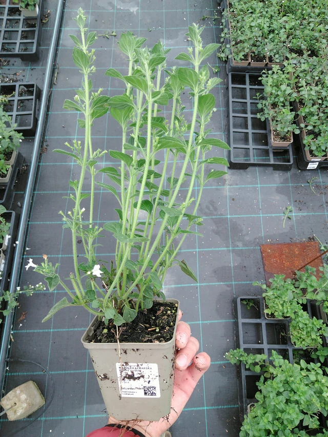 Mirrinminttu White Cloud - 28. 7. 2025