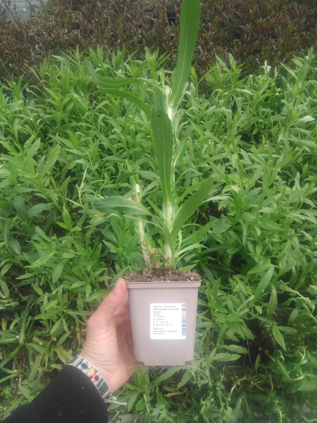 Sneezeweed Helena Gold - 2024