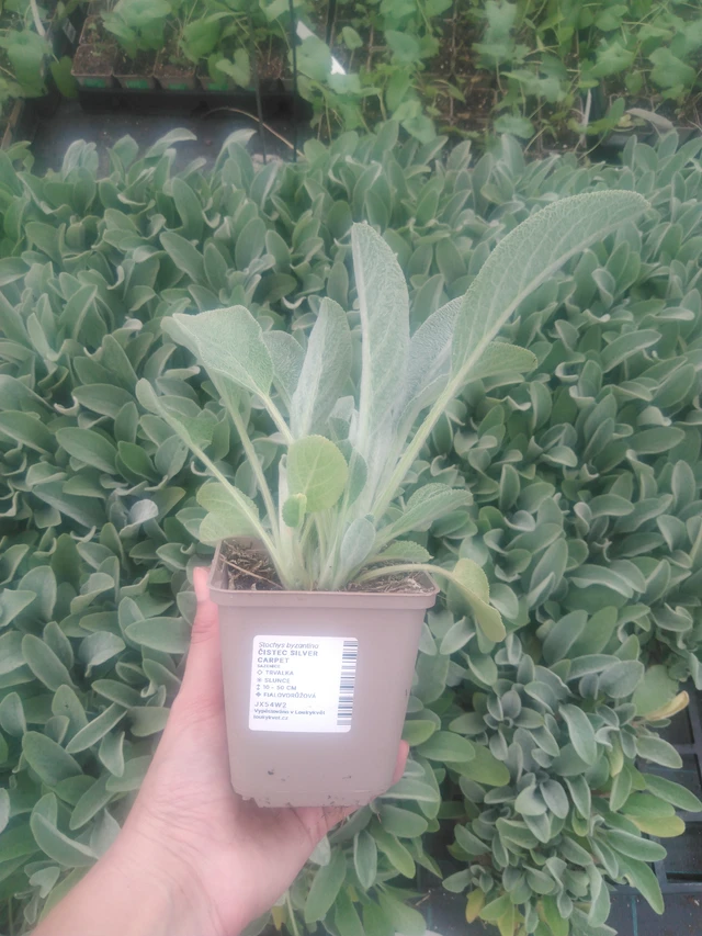 Pehmytmesiangervo Silver Carpet - 2024