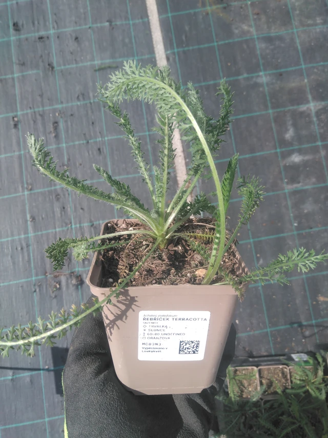 Řebříček Terracotta - 11. 4. 2025