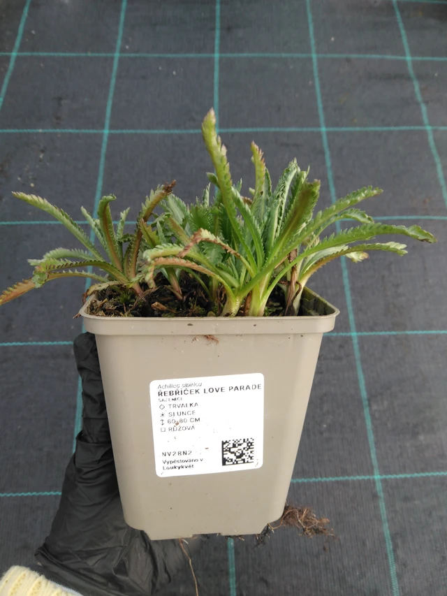 Řebříček Love Parade - 1. 4. 2026