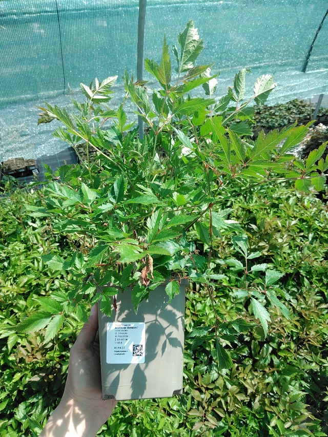 Astilbe Diamant - 13. 5. 2025