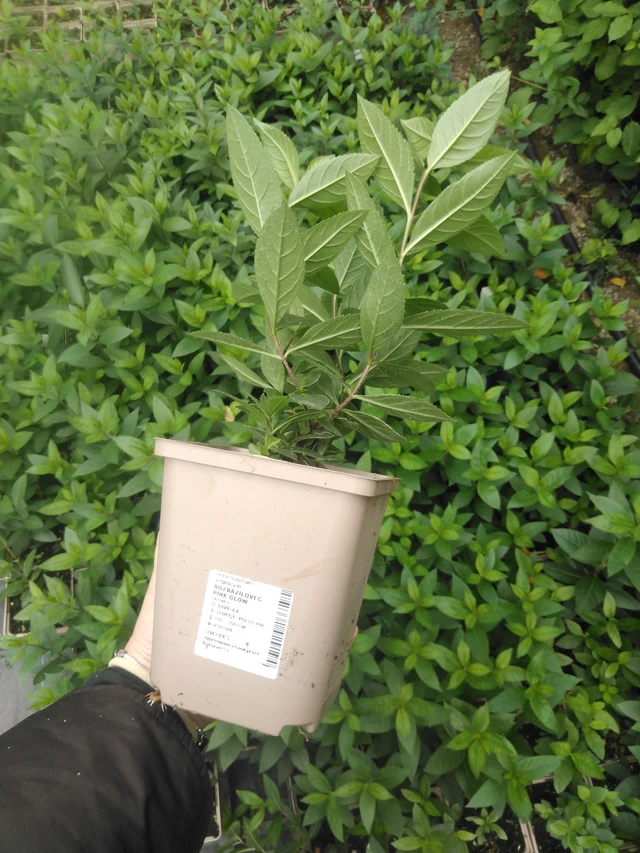 Kuunlilja Pink Glow - 2024