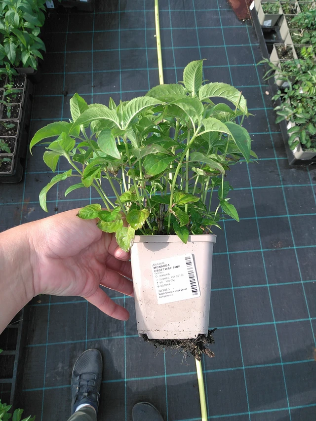 Monarda Croftway Pink - 11. 7. 2025