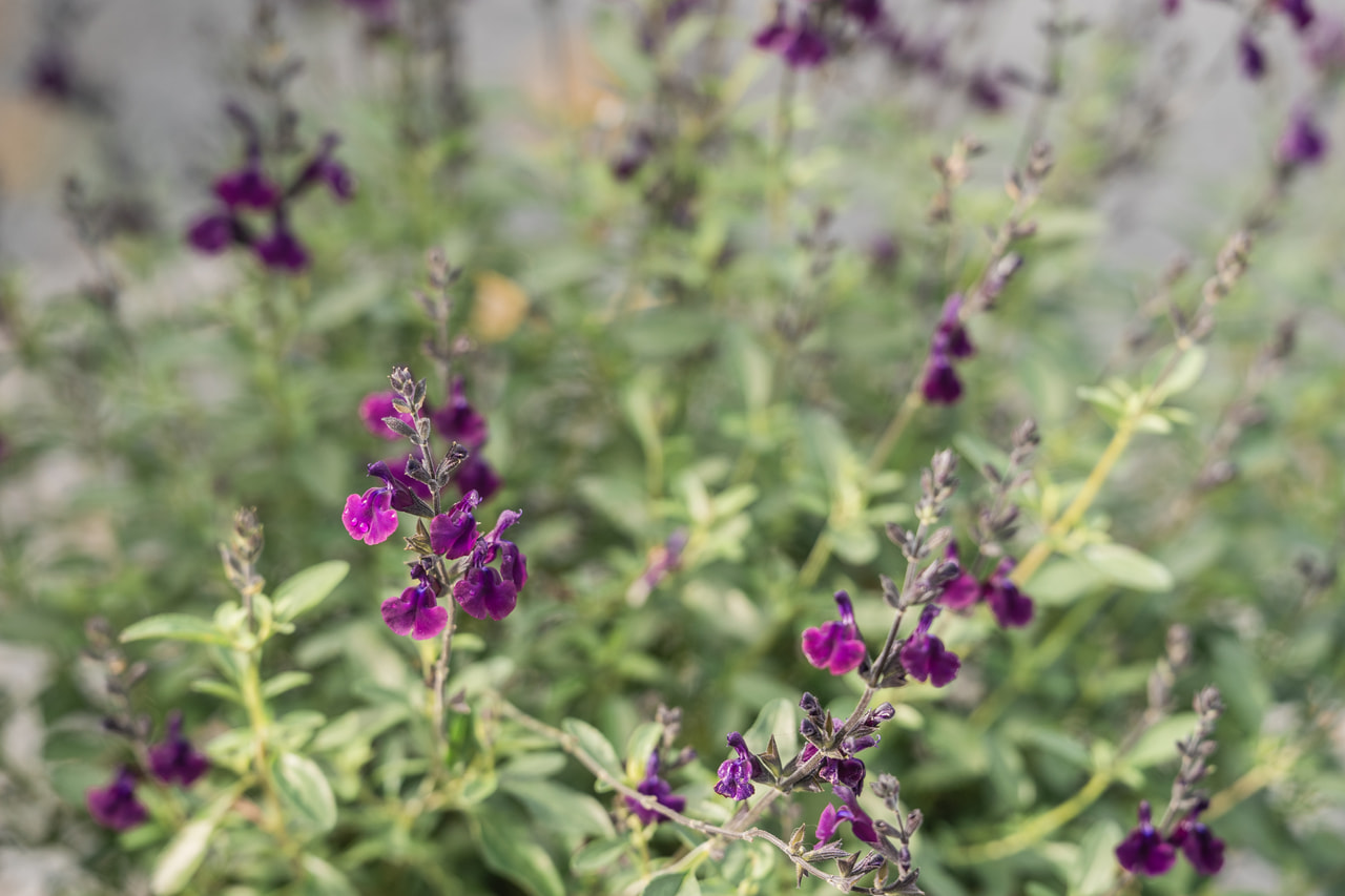 Šalvěj Nachtvlinder, Loukykvět