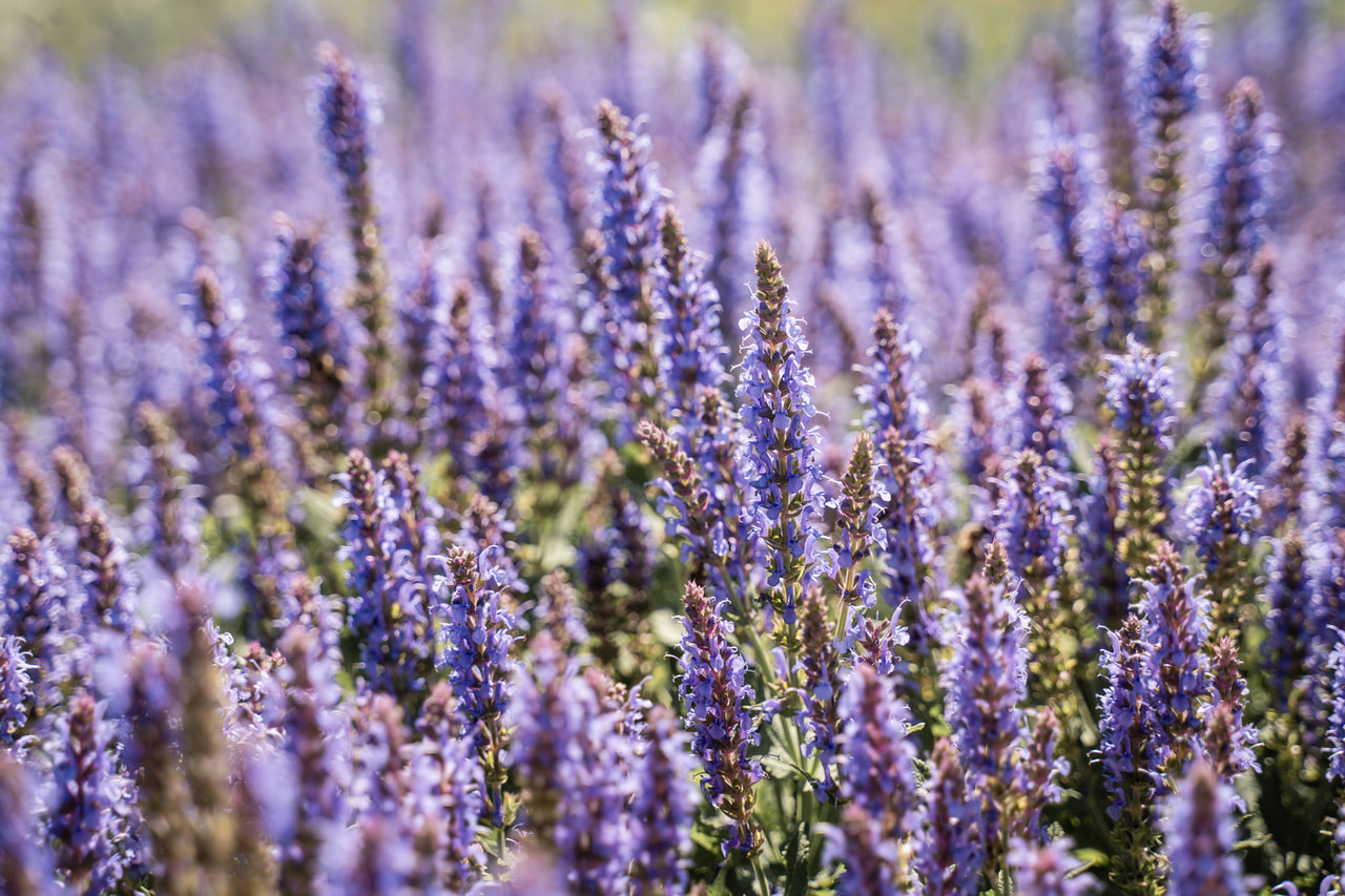 Šalvěj hajní Blauhügel, Loukykvět