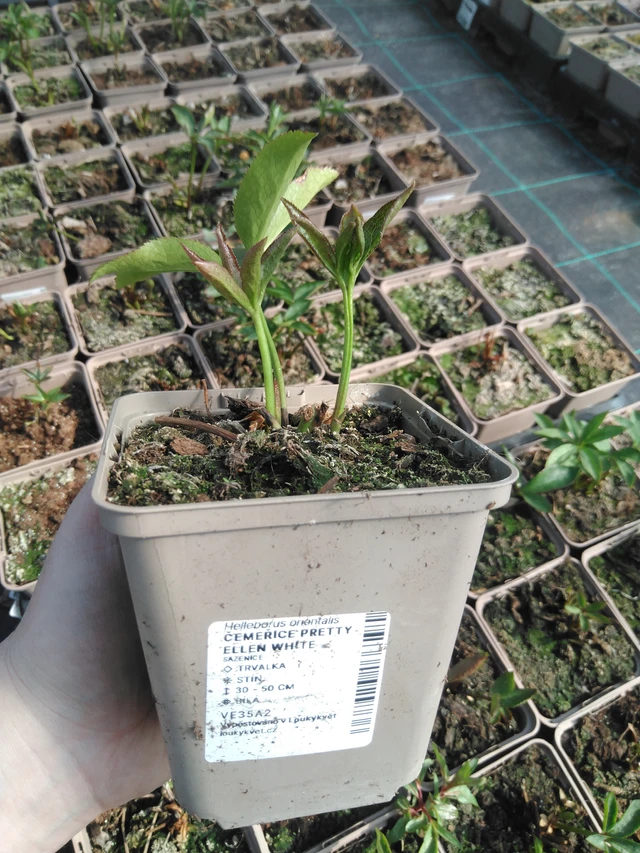 Eléboro Pretty Ellen White - 3. 4. 2025