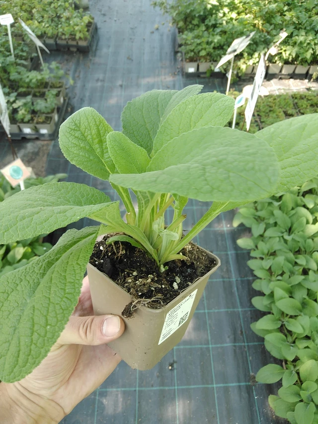 Sormustinkukka Camelot Lavender - 1. 7. 2025