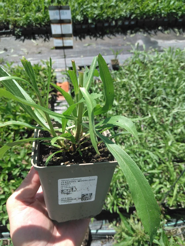 Zlatobýl Moonlight Glory - 24. 6. 2025