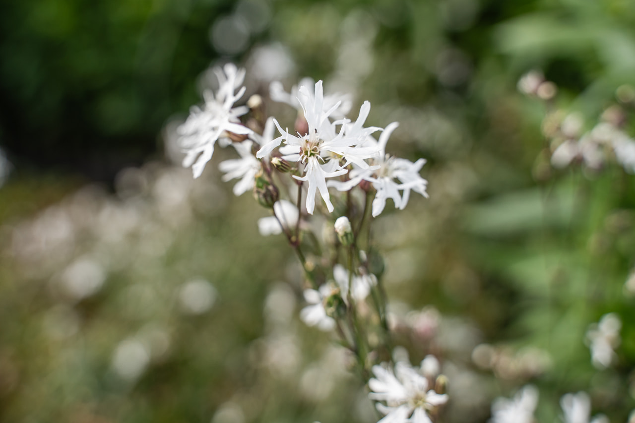 Kakukkszegfű White Robin, Loukykvět