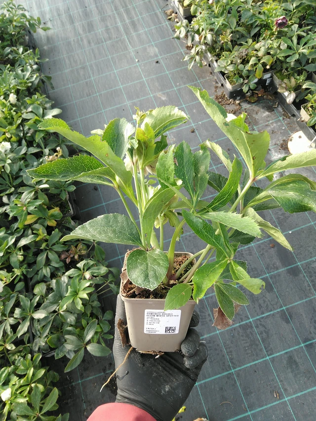 Hellebore Double Ellen White Spotted - 31. 10. 2025