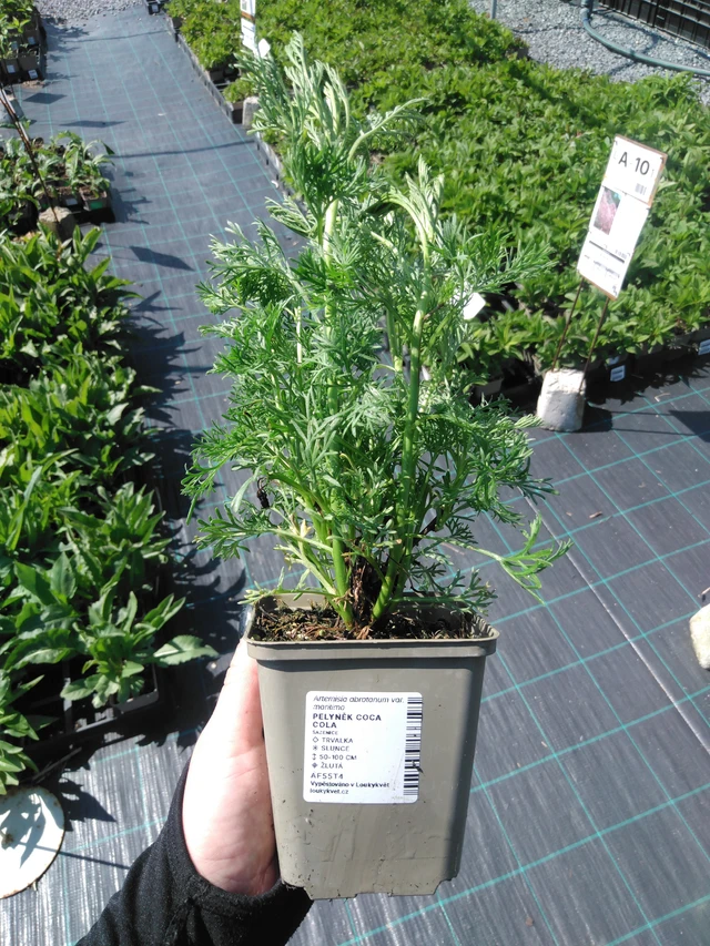 Artemisia Coca Cola - 13. 5. 2025