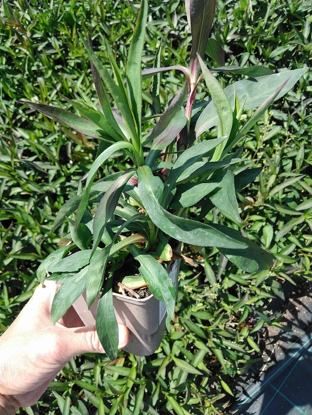 Astra White Ladies - 13. 5. 2025