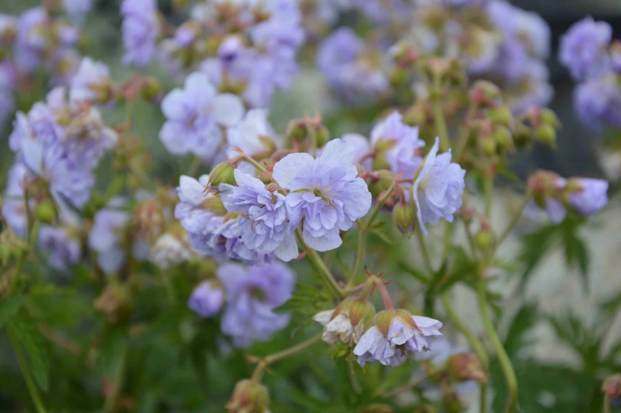 Kakost Cloud Nine, Loukykvět
