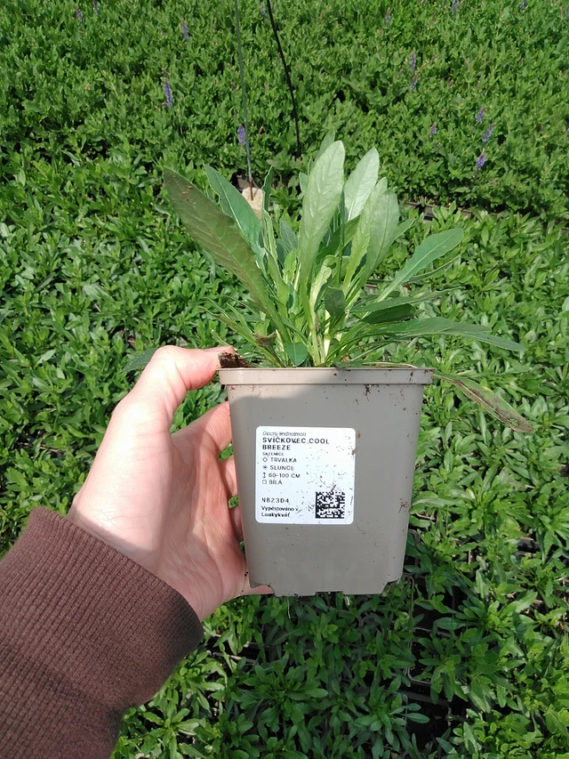 Gaura Cool Breeze - 9. 6. 2025