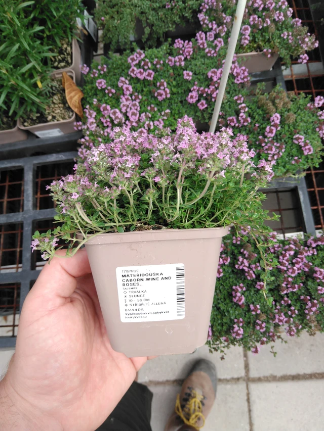 Timjami Caborn Wine and Roses - 2024