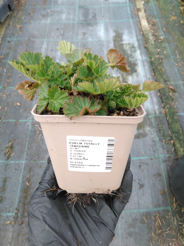 Gyömbérgyökér Totally Tangerine - 1. 4. 2026