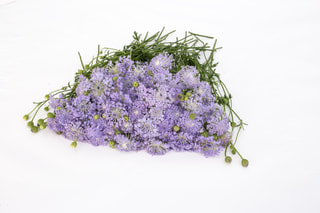 Didiscus Lavender Blue, Loukykvět