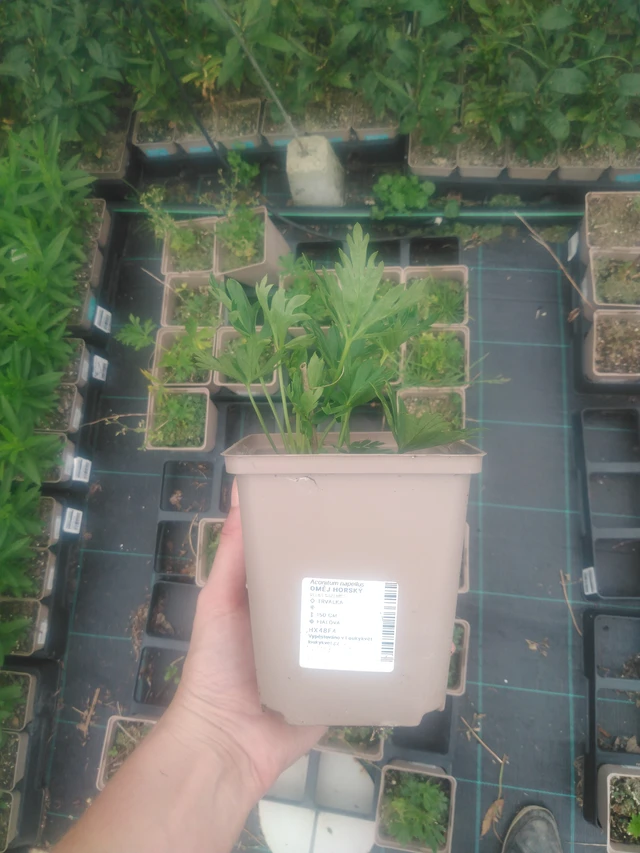 Oměj horský - 2024