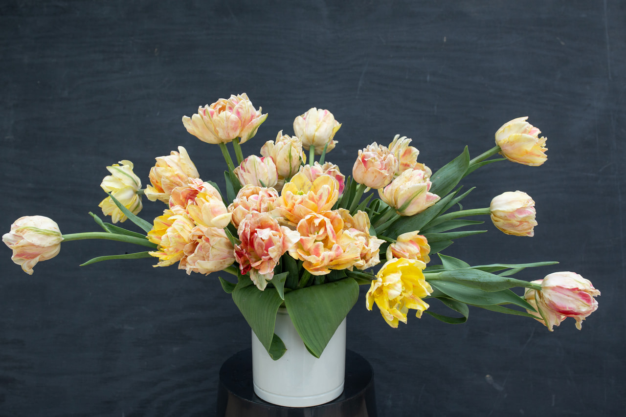 Tulipán Foxy Foxtrot, Loukykvět