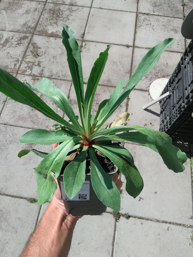 Statice Max Diamond - 20. 6. 2025