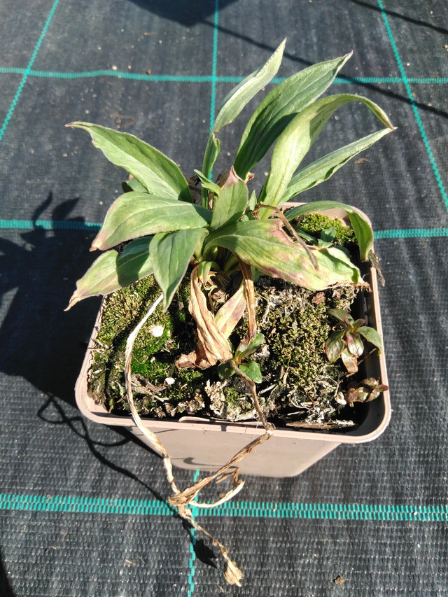 Hlaváč Fama Deep Blue - 3. 4. 2025