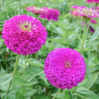 Cínie Benary’s Giant Purple, Loukykvět