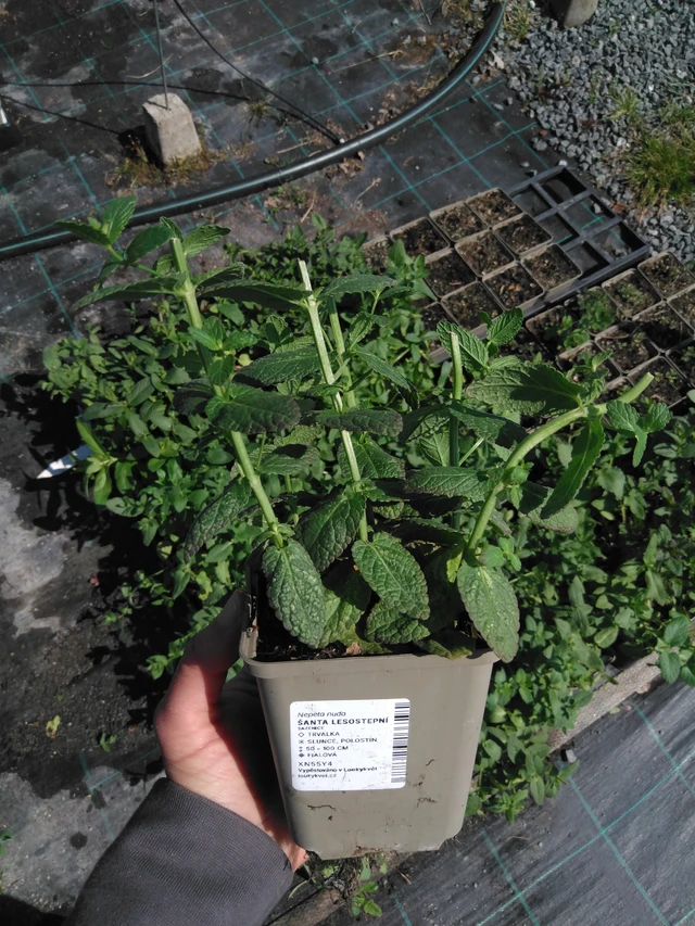 Nepeta siberiana - 13. 5. 2025