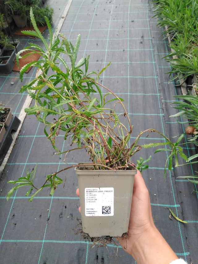 Milenrama Love Parade - 11. 9. 2025