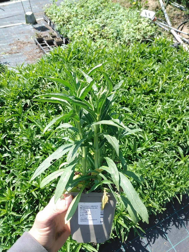 Fisostegia Alba - 13. 5. 2025