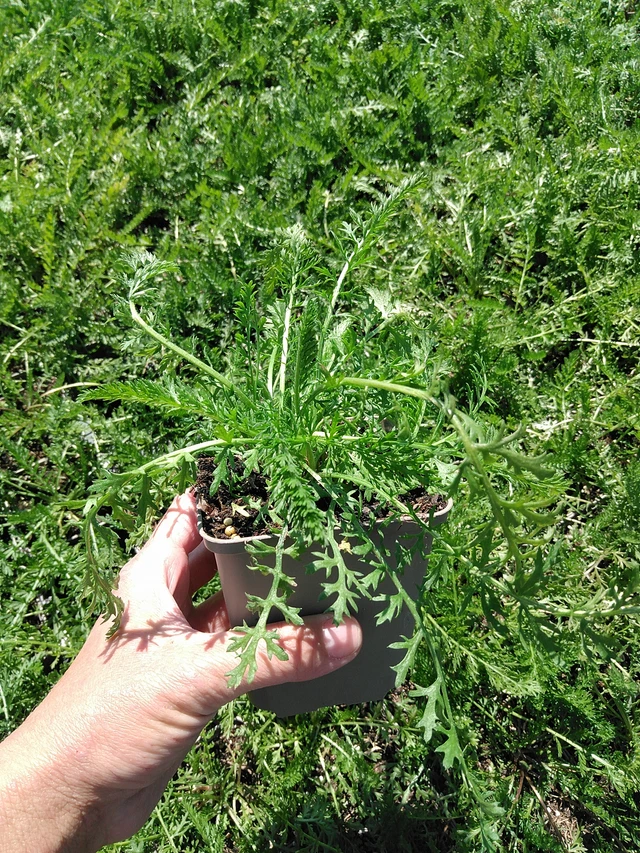 Řebříček Summer Pastels - 13. 5. 2025