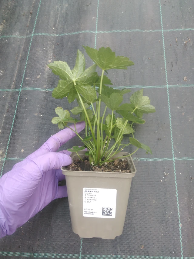 Jarmanka - 10. 7. 2025