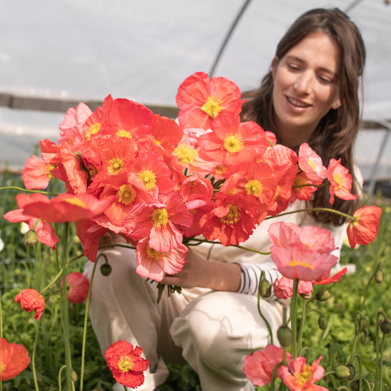 Mák Champagne Bubbles Pink, Loukykvět