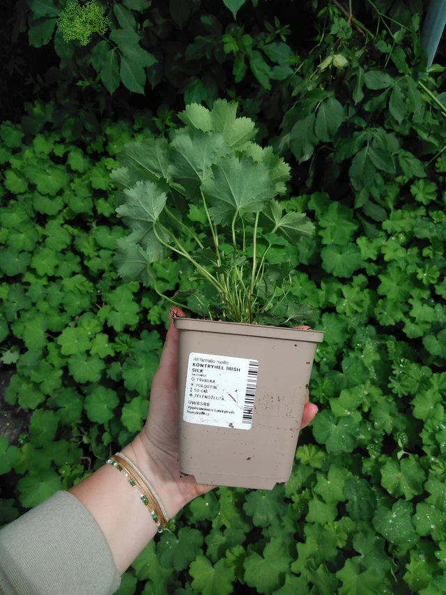 Kontryhel Irish Silk - 2024