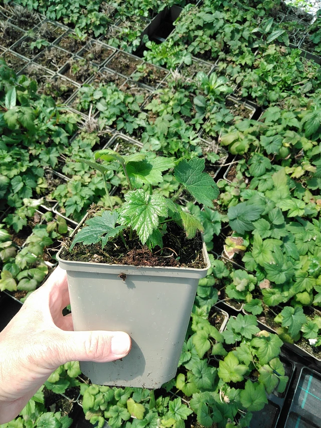 Sasanka japonská Lorelei - 13. 5. 2025